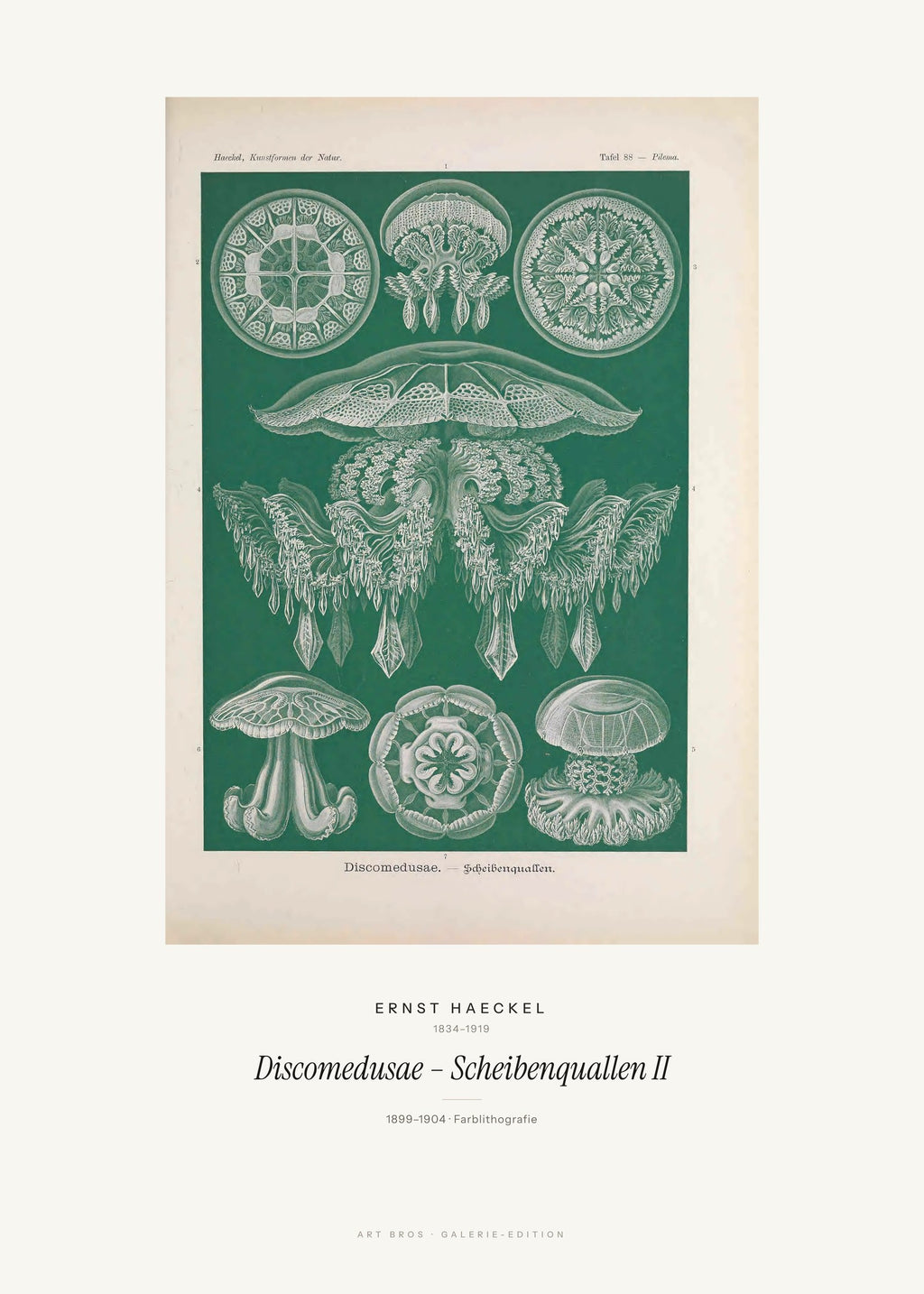 Discomedusae – Scheibenquallen II – Ernst Haeckel – Kunstdruck – Art Bros