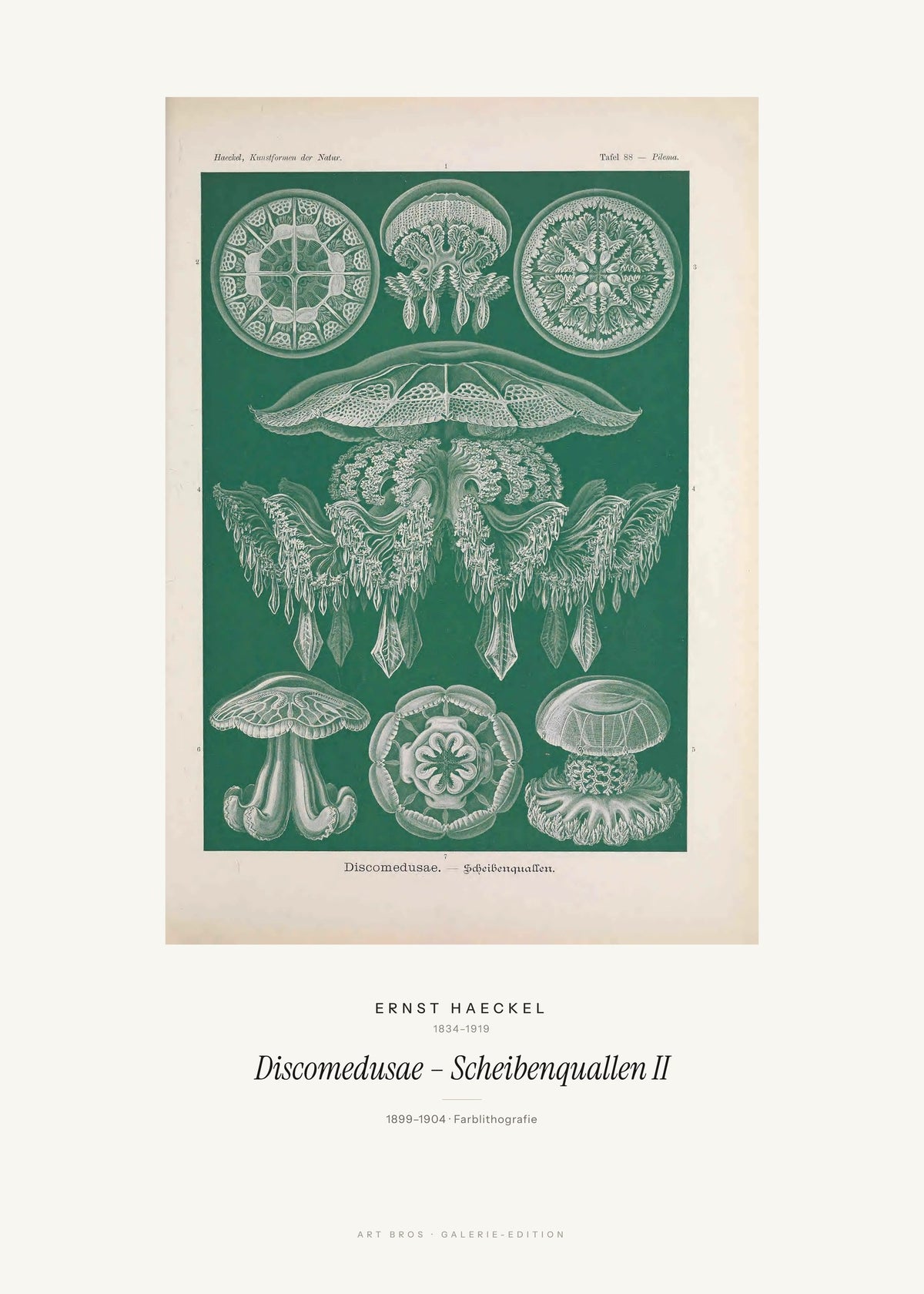 Discomedusae – Scheibenquallen II – Ernst Haeckel – Kunstdruck – Art Bros