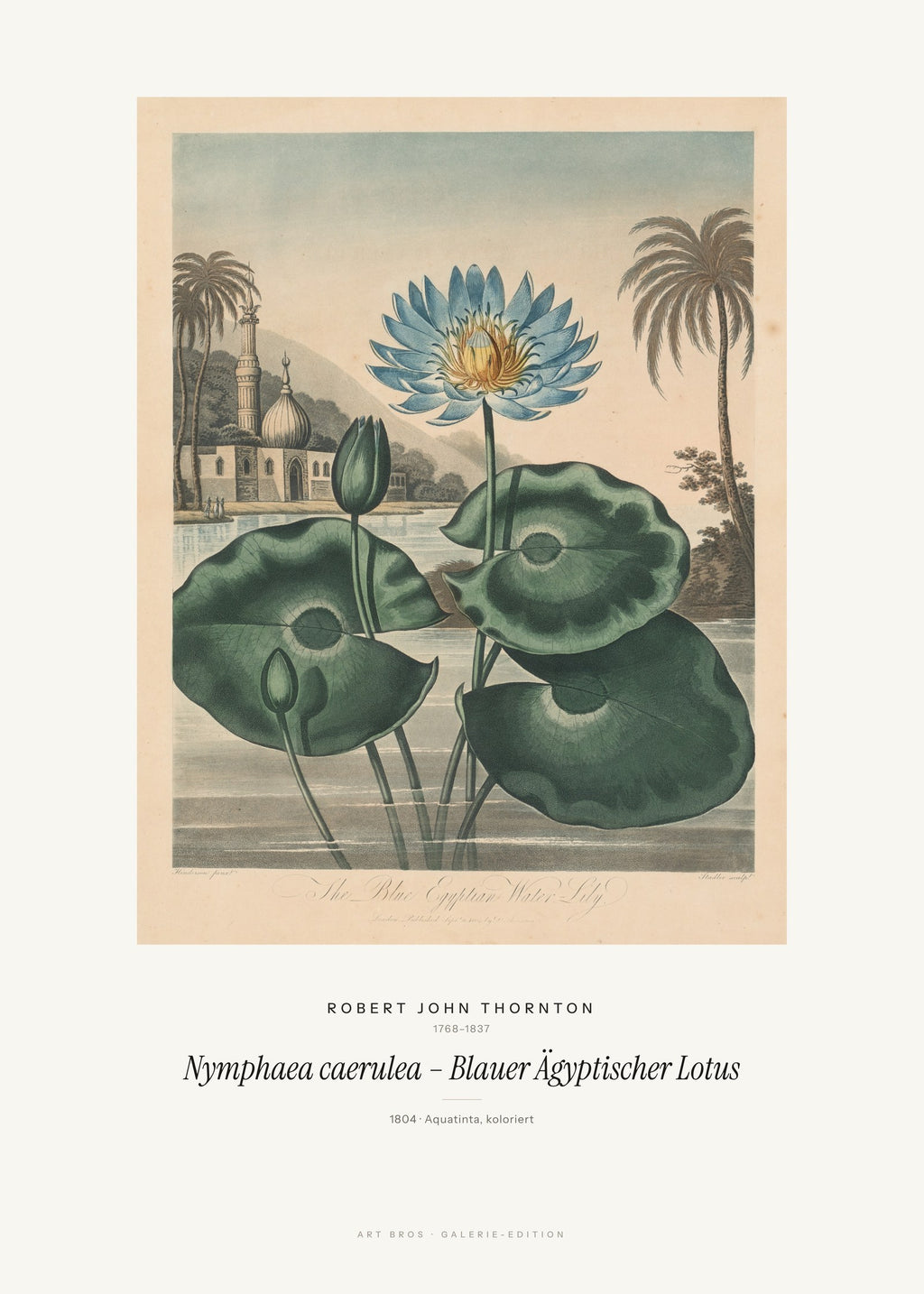 Nymphaea caerulea – Blauer Ägyptischer Lotus – Robert John Thornton – Kunstdruck – Art Bros