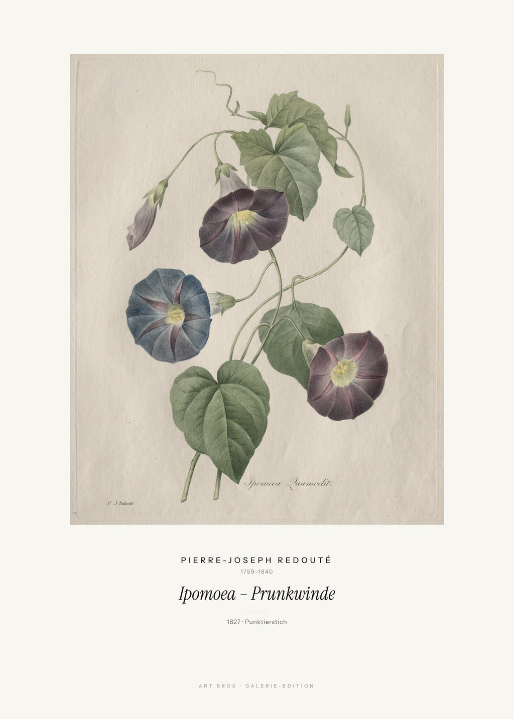 Ipomoea – Prunkwinde – Pierre-Joseph Redouté – Kunstdruck – Art Bros