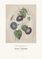 Ipomoea – Prunkwinde – Pierre-Joseph Redouté – Kunstdruck – Art Bros
