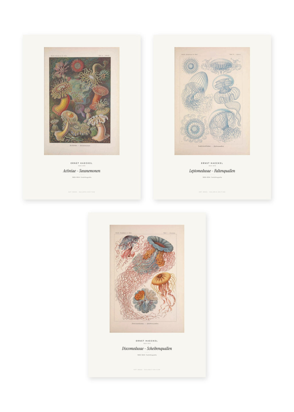 Haeckel – Kunstformen des Meeres – 3er-Set Wandbilder – Kunstdruck – Art Bros