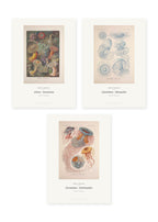 Haeckel – Kunstformen des Meeres – 3er-Set Wandbilder – Kunstdruck – Art Bros
