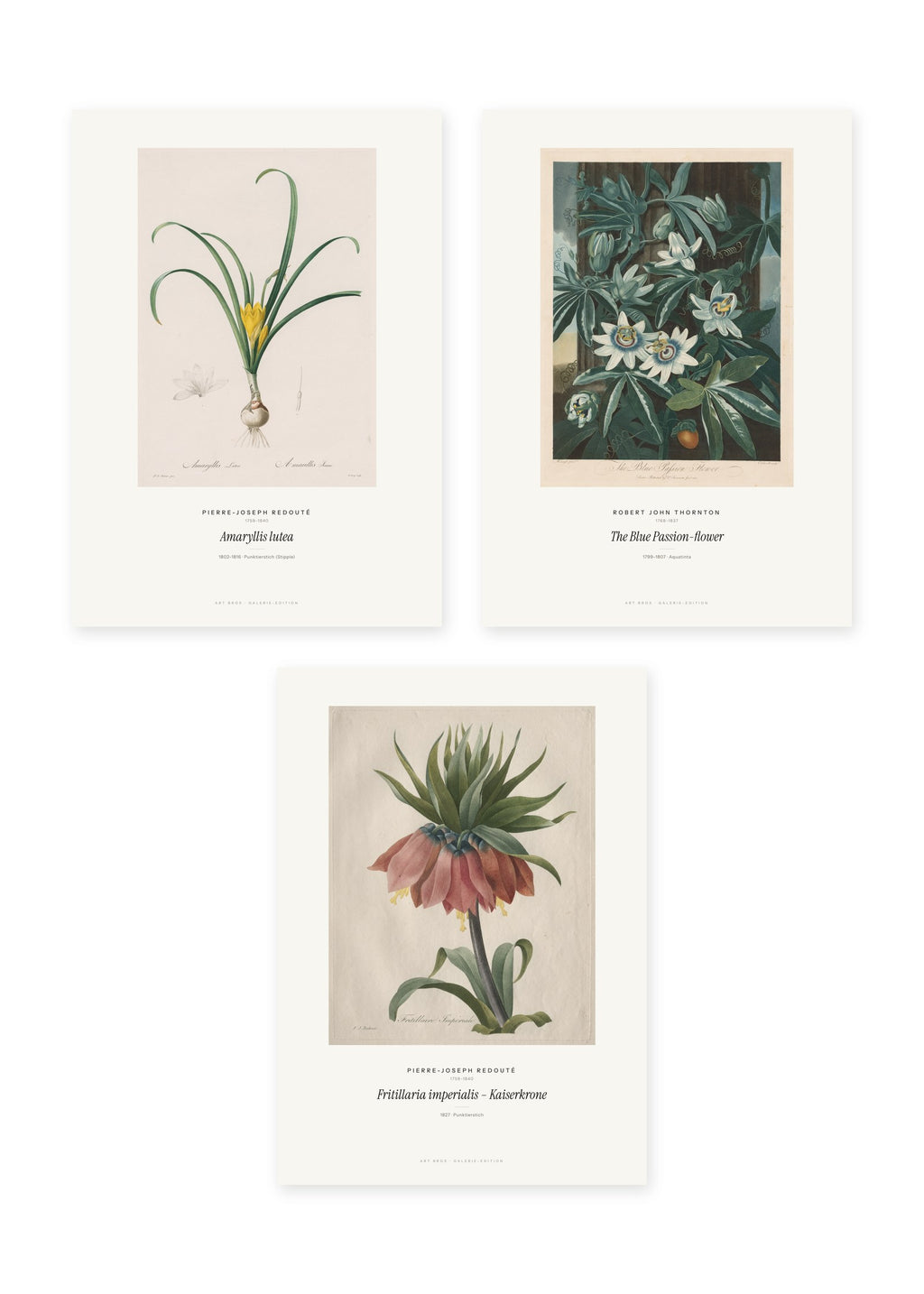 Botanische Blüten – 3er-Set Wandbilder – Kunstdruck – Art Bros