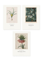 Botanische Blüten – 3er-Set Wandbilder – Kunstdruck – Art Bros