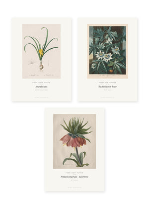 Botanische Blüten – 3er-Set Wandbilder – Kunstdruck – Art Bros