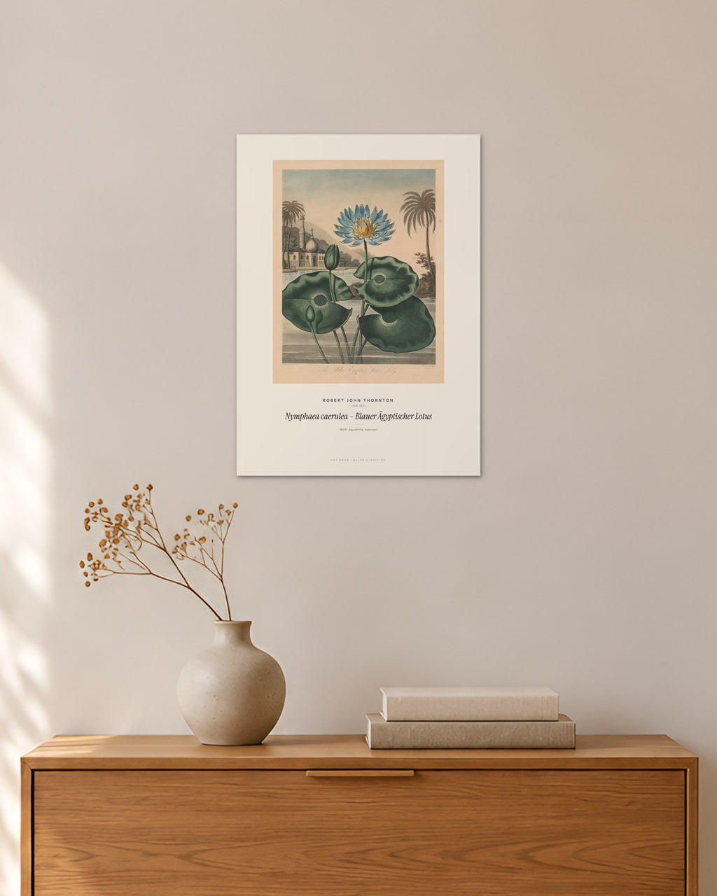 Nymphaea caerulea – Blauer Ägyptischer Lotus – Robert John Thornton – 30 × 42 cm ohne Rahmen – Raumansicht – Art Bros