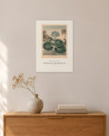 Nymphaea caerulea – Blauer Ägyptischer Lotus – Robert John Thornton – 30 × 42 cm ohne Rahmen – Raumansicht – Art Bros