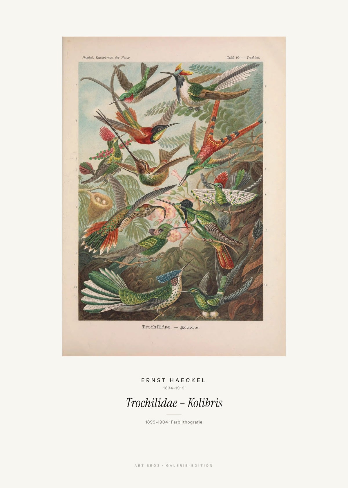 Trochilidae – Kolibris – Ernst Haeckel – Kunstdruck – Art Bros