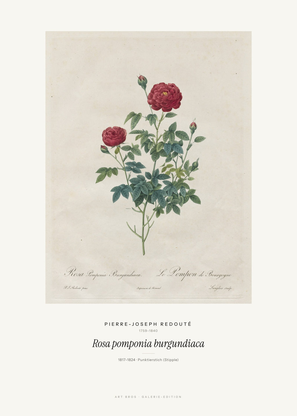 Rosa pomponia burgundiaca – Pierre-Joseph Redouté – Kunstdruck – Art Bros