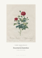 Rosa pomponia burgundiaca – Pierre-Joseph Redouté – Kunstdruck – Art Bros