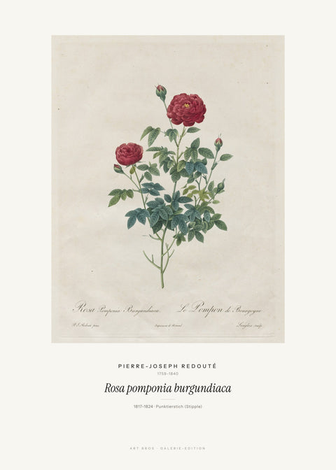Rosa pomponia burgundiaca – Pierre-Joseph Redouté