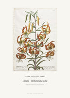Lilium – Türkenbund-Lilie – Georg Dionysius Ehret – Kunstdruck – Art Bros