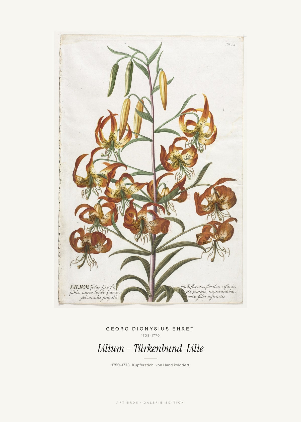 Lilium – Türkenbund-Lilie – Georg Dionysius Ehret – Kunstdruck – Art Bros