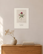 Rosa gallica agatha – Pierre-Joseph Redouté – 30 × 42 cm ohne Rahmen – Raumansicht – Art Bros