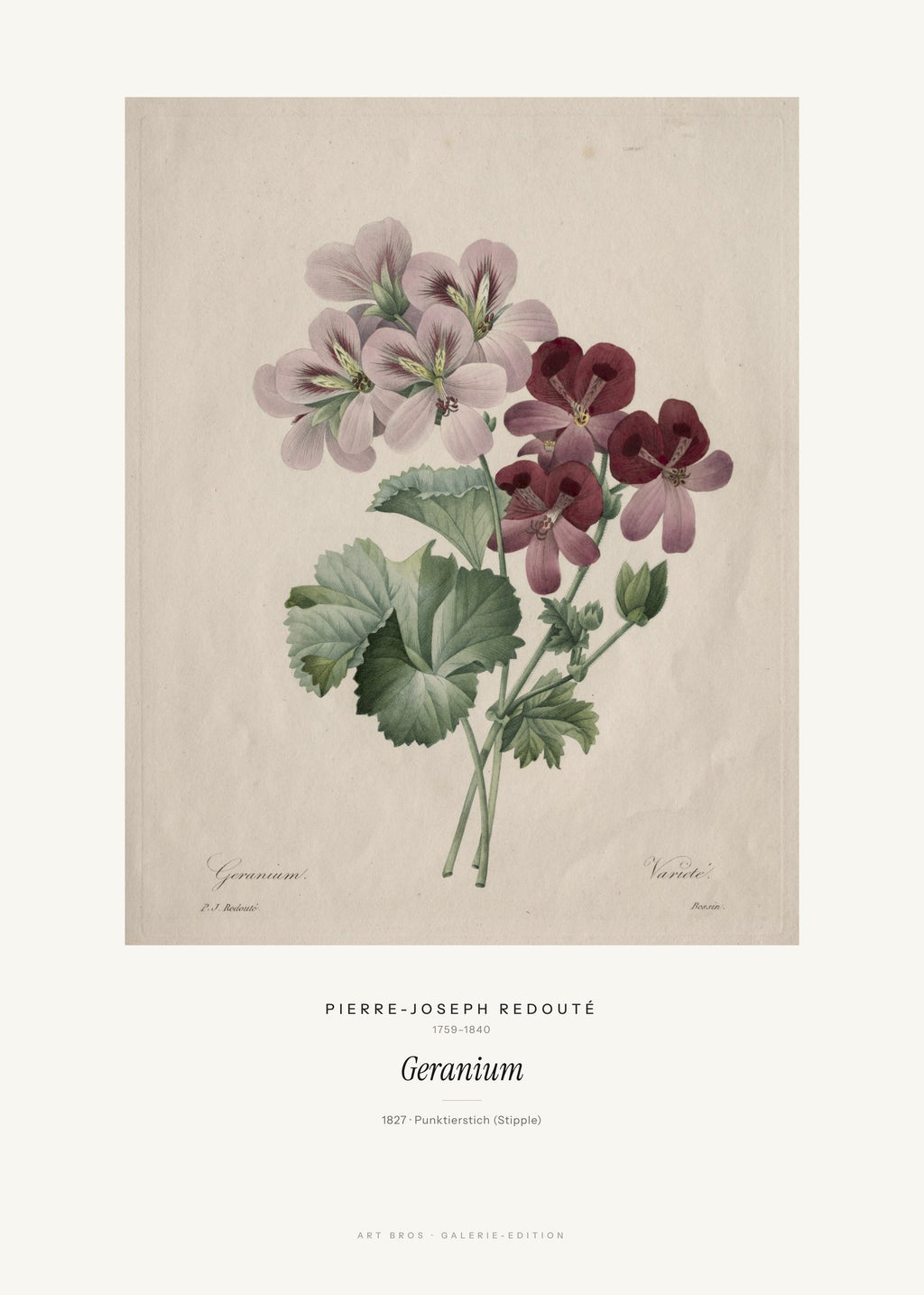 Geranium – Pierre-Joseph Redouté – Kunstdruck – Art Bros