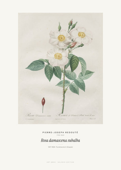 Rosa damascena subalba – Pierre-Joseph Redouté