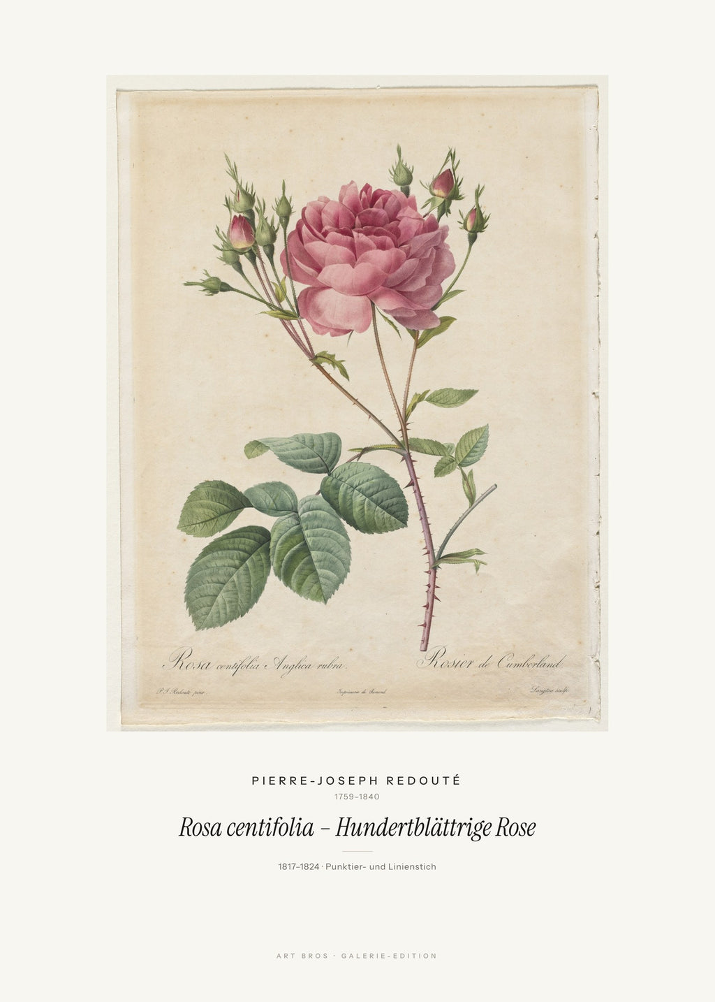 Rosa centifolia – Hundertblättrige Rose – Pierre-Joseph Redouté – Kunstdruck – Art Bros