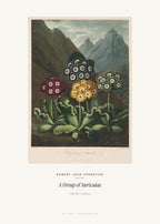 A Group of Auriculas – Robert John Thornton – Kunstdruck – Art Bros