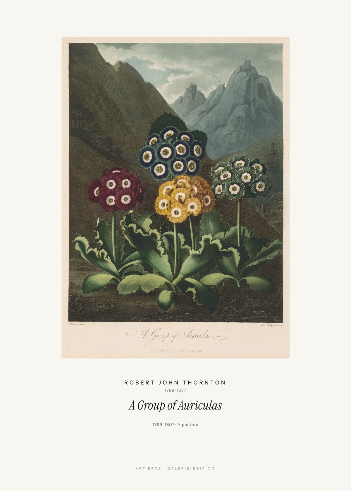 A Group of Auriculas – Robert John Thornton – Kunstdruck – Art Bros