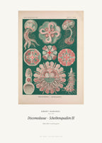 Discomedusae – Scheibenquallen III – Ernst Haeckel – Kunstdruck – Art Bros