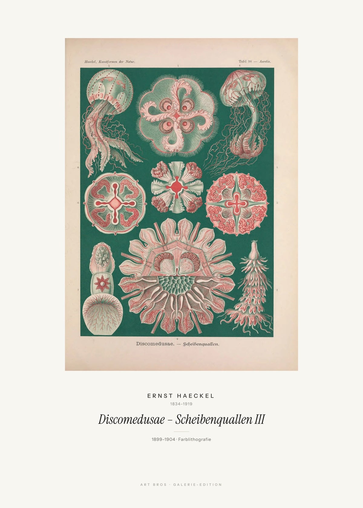 Discomedusae – Scheibenquallen III – Ernst Haeckel – Kunstdruck – Art Bros