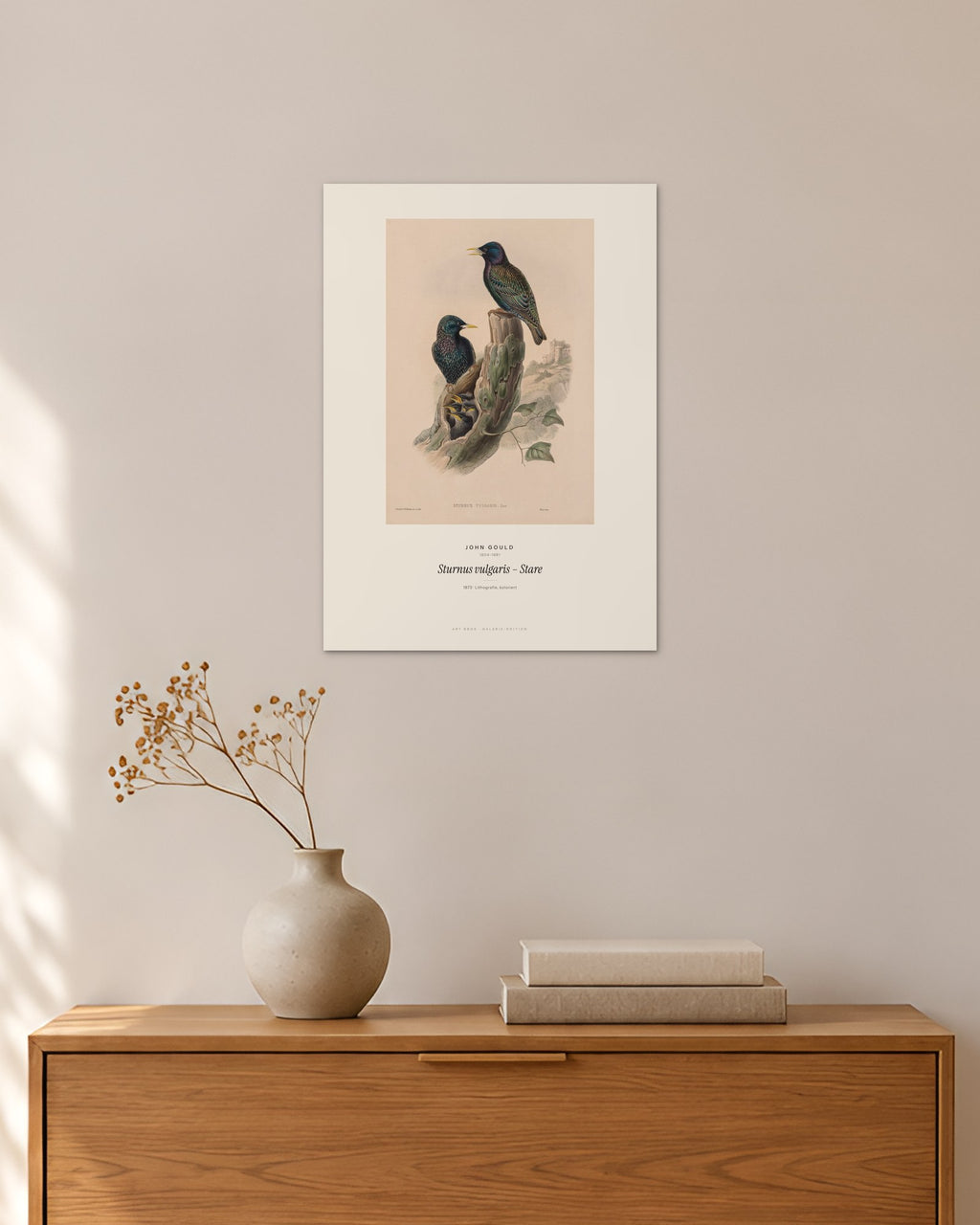 Sturnus vulgaris – Stare – John Gould – 30 × 42 cm ohne Rahmen – Raumansicht – Art Bros