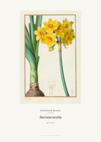 Narcissus tazetta – Pancrace Bessa – Kunstdruck – Art Bros