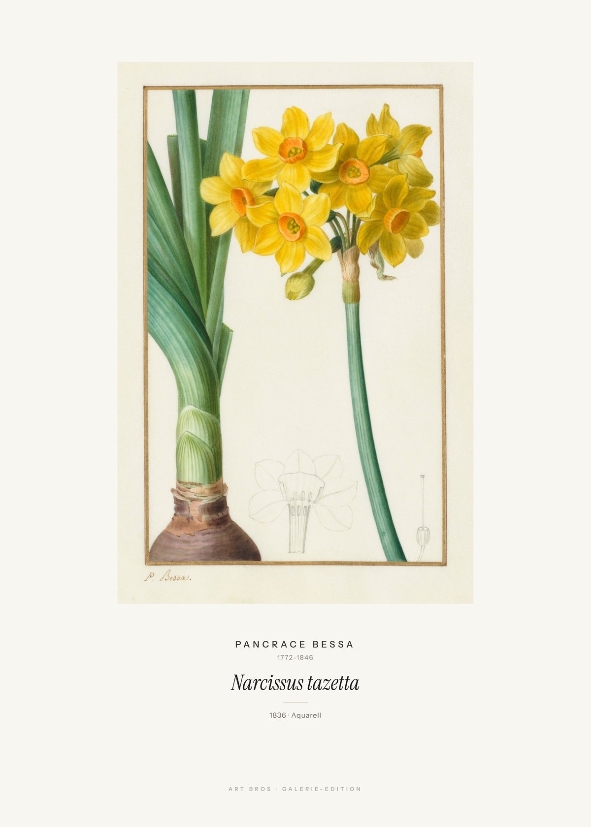 Narcissus tazetta – Pancrace Bessa – Kunstdruck – Art Bros