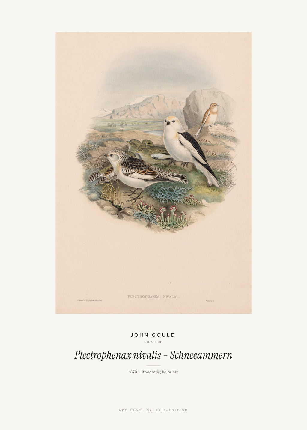 Plectrophenax nivalis – Schneeammern – John Gould – Kunstdruck – Art Bros