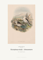 Plectrophenax nivalis – Schneeammern – John Gould – Kunstdruck – Art Bros