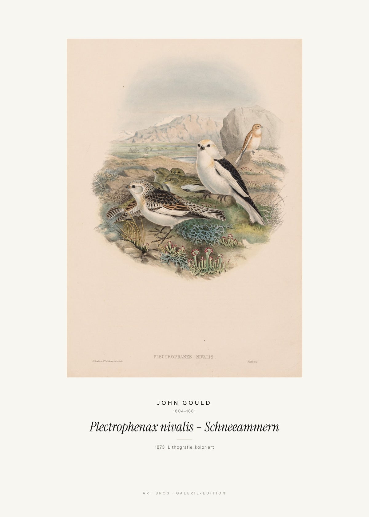 Plectrophenax nivalis – Schneeammern – John Gould – Kunstdruck – Art Bros