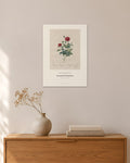 Rosa pomponia burgundiaca – Pierre-Joseph Redouté – 30 × 42 cm ohne Rahmen – Raumansicht – Art Bros