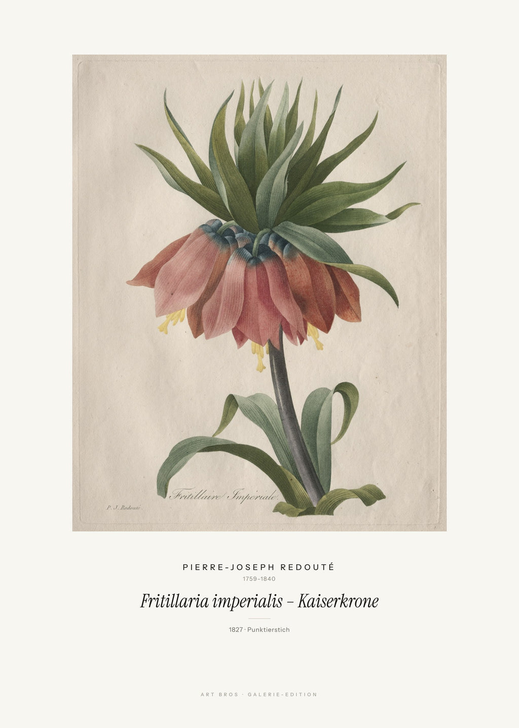 Fritillaria imperialis – Kaiserkrone – Pierre-Joseph Redouté – Kunstdruck – Art Bros