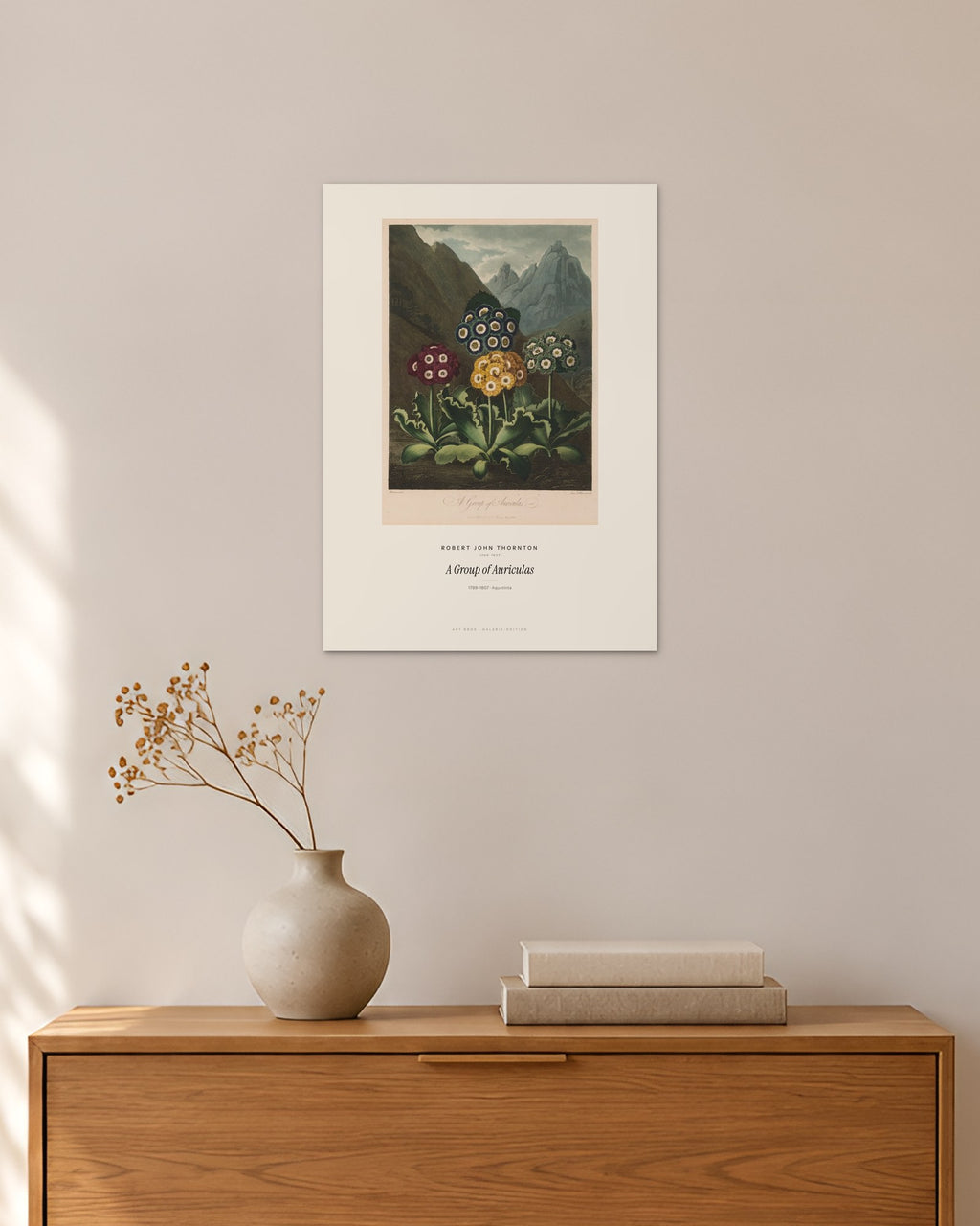 A Group of Auriculas – Robert John Thornton – 30 × 42 cm ohne Rahmen – Raumansicht – Art Bros