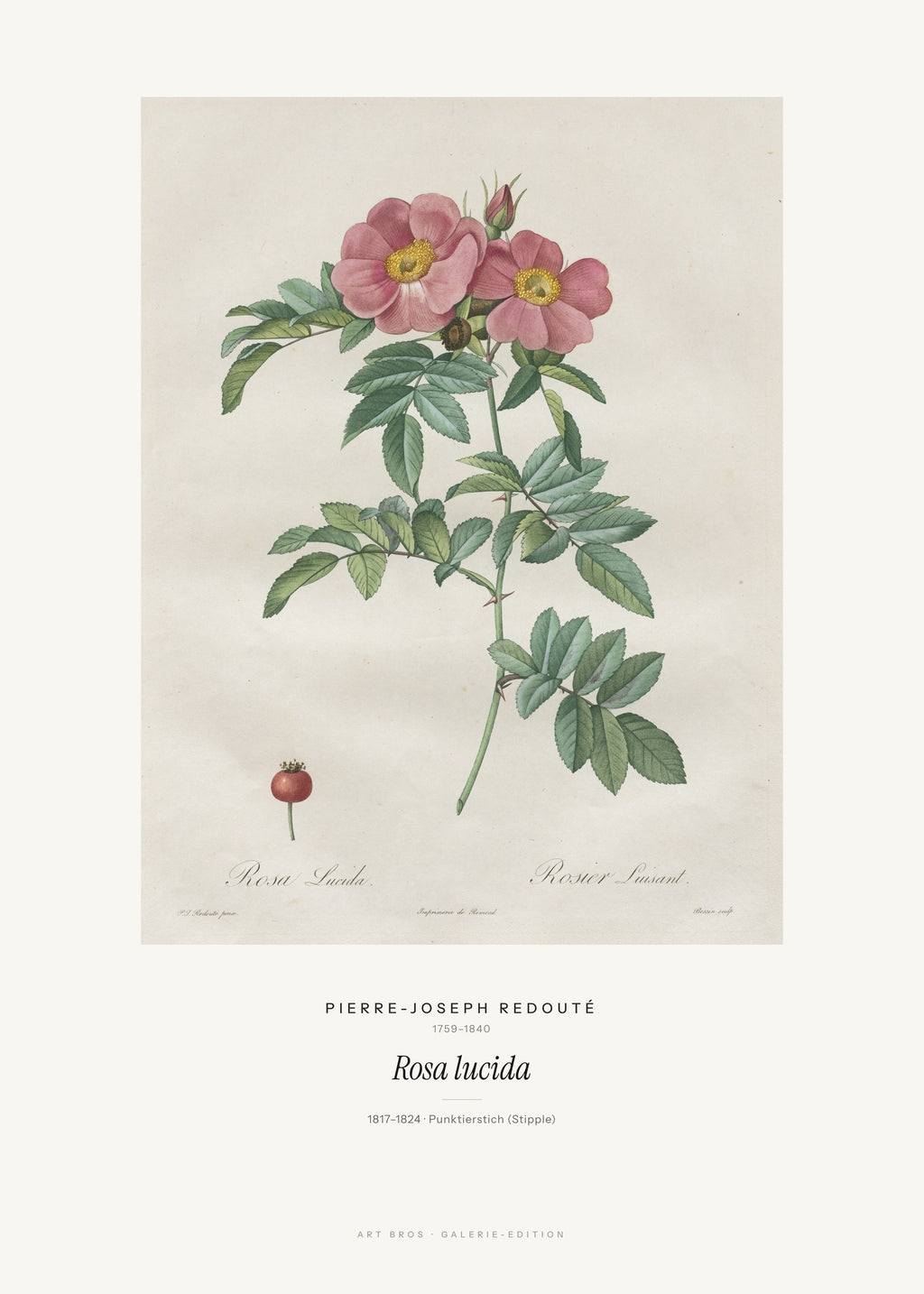 Rosa lucida – Pierre-Joseph Redouté – Kunstdruck – Art Bros