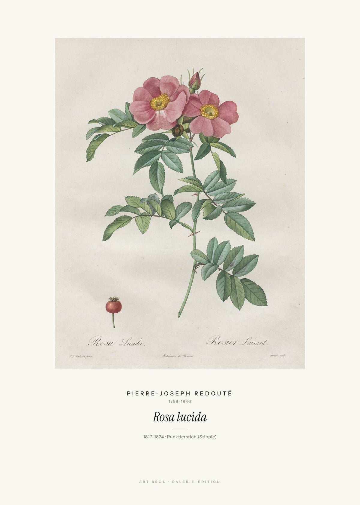 Rosa lucida – Pierre-Joseph Redouté – Kunstdruck – Art Bros