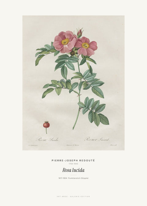 Rosa lucida – Pierre-Joseph Redouté