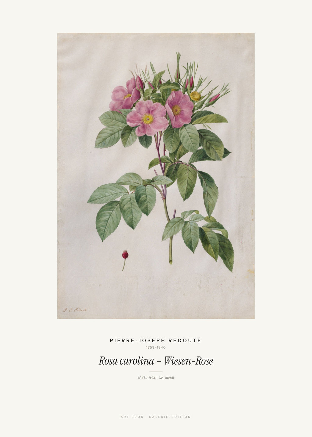 Rosa carolina – Wiesen-Rose – Pierre-Joseph Redouté – Kunstdruck – Art Bros