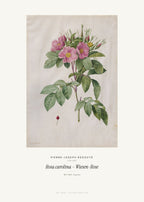Rosa carolina – Wiesen-Rose – Pierre-Joseph Redouté – Kunstdruck – Art Bros
