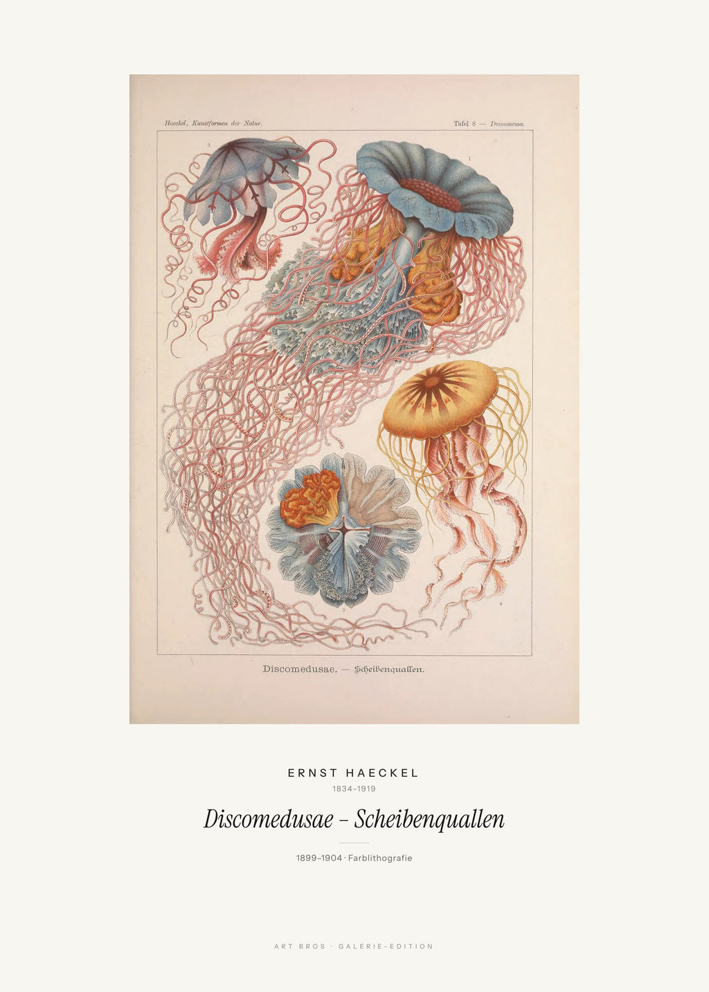 Discomedusae – Scheibenquallen – Ernst Haeckel – Kunstdruck – Art Bros