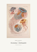 Discomedusae – Scheibenquallen – Ernst Haeckel – Kunstdruck – Art Bros