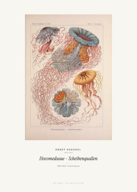 Discomedusae – Scheibenquallen – Ernst Haeckel