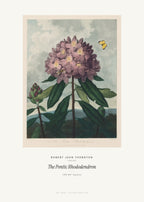 The Pontic Rhododendron – Robert John Thornton – Kunstdruck – Art Bros