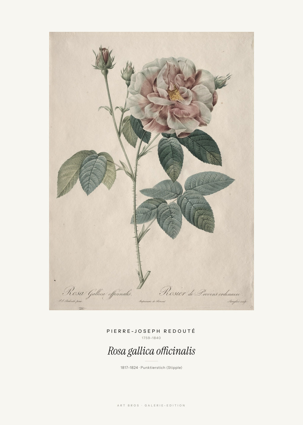 Rosa gallica officinalis – Pierre-Joseph Redouté – Kunstdruck – Art Bros