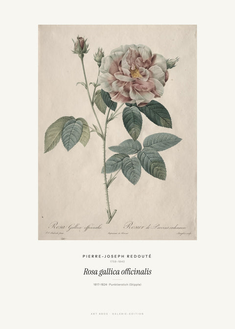 Rosa gallica officinalis – Pierre-Joseph Redouté