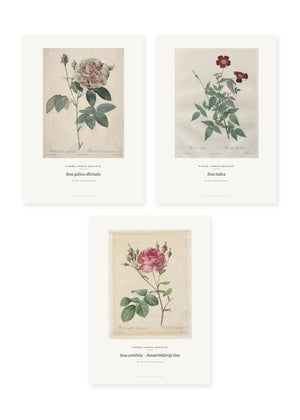 Redouté Rosen – 3er-Set Wandbilder – Kunstdruck – Art Bros