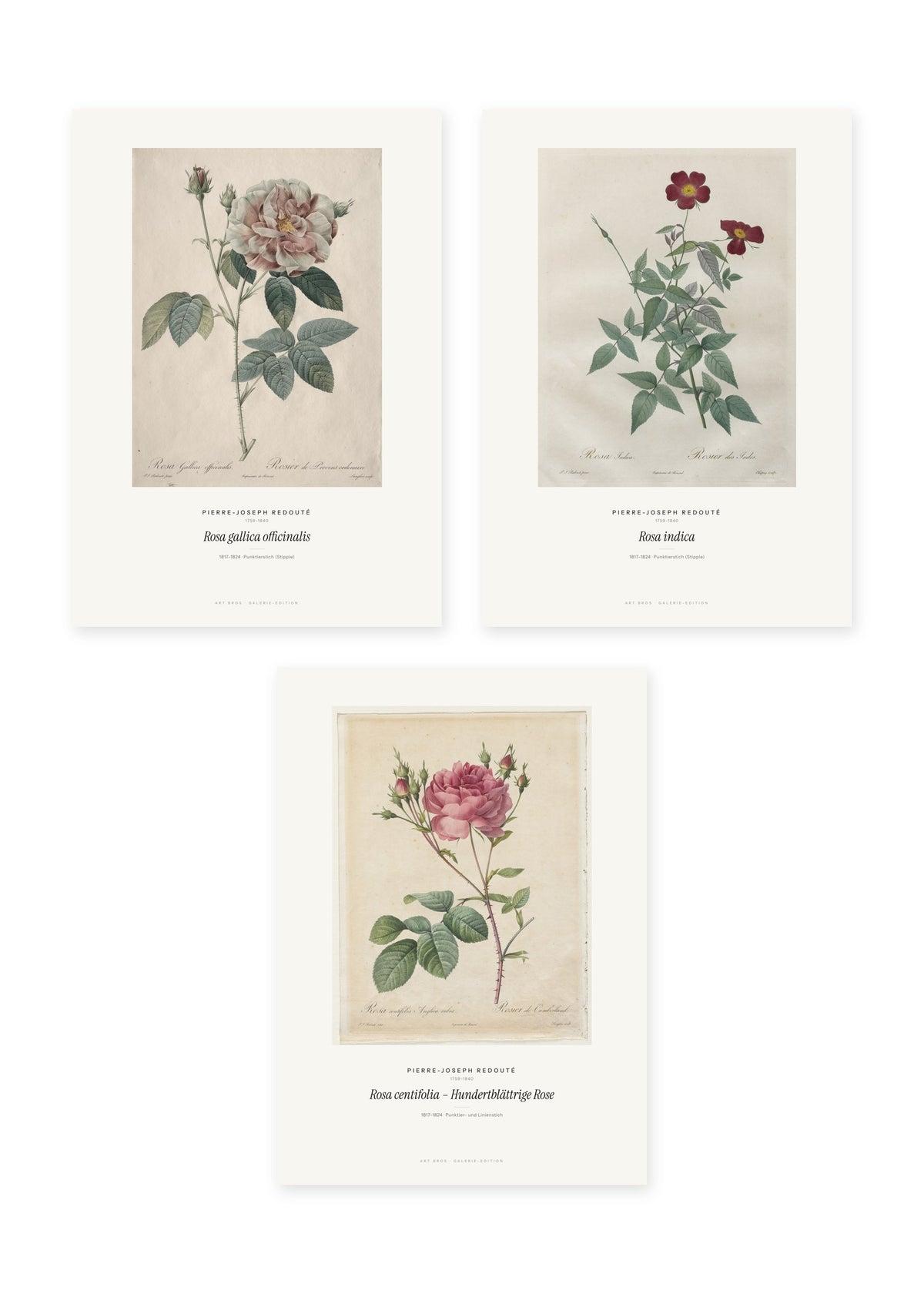 Redouté Rosen – 3er-Set Wandbilder – Kunstdruck – Art Bros