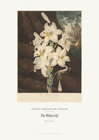 The White Lily – Joseph Constantine Stadler – Kunstdruck – Art Bros