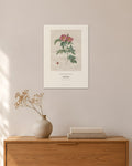 Rosa lucida – Pierre-Joseph Redouté – 30 × 42 cm ohne Rahmen – Raumansicht – Art Bros
